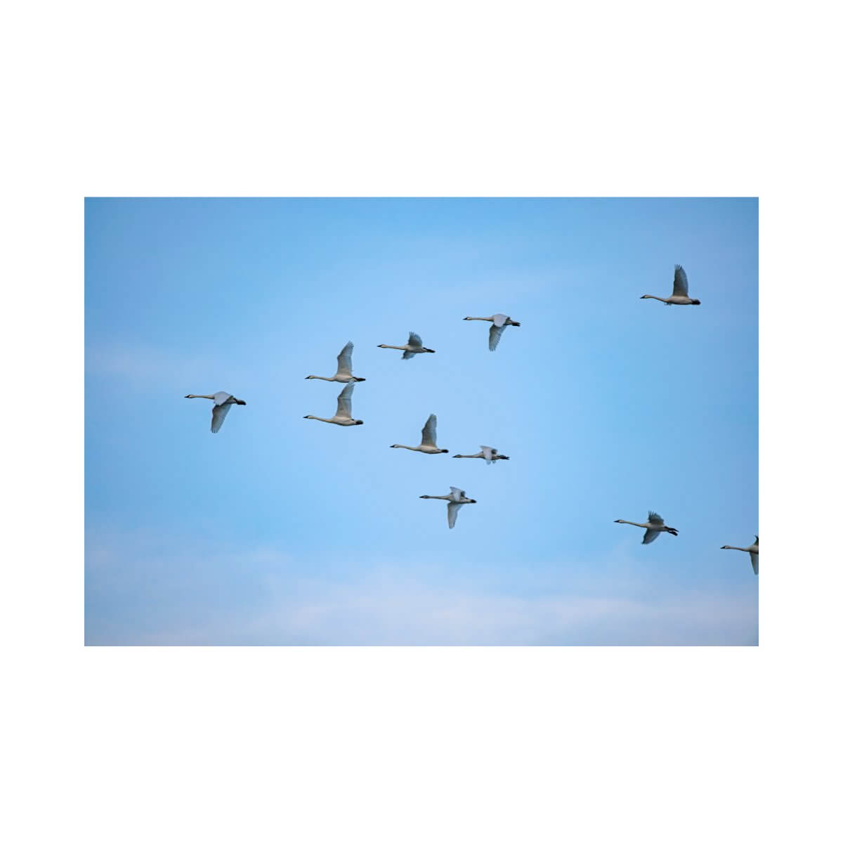 Now You See Them, Now You Don't Fall Migration JCS Wildlife