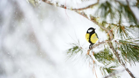 Bird Friendly Winter Gardens | JCs Wildlife - JCS Wildlife
