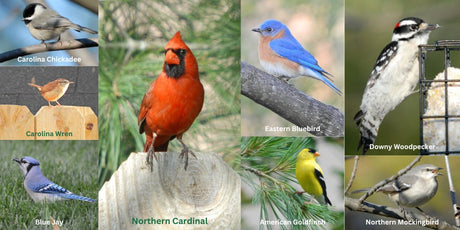 A Comprehensive Guide to Bird Feeding (2023) - JCS Wildlife