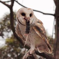 Barn Owl Nesting Box House | Offer Owls a Home| JCs Wildlife - JCS Wildlife