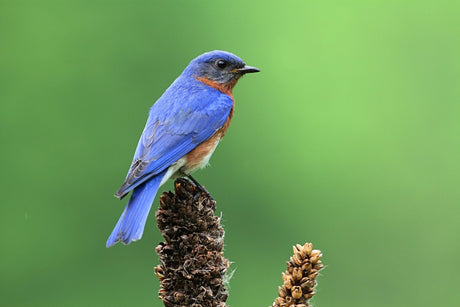 Choosing the Right Bluebird Nesting Box - JCS Wildlife