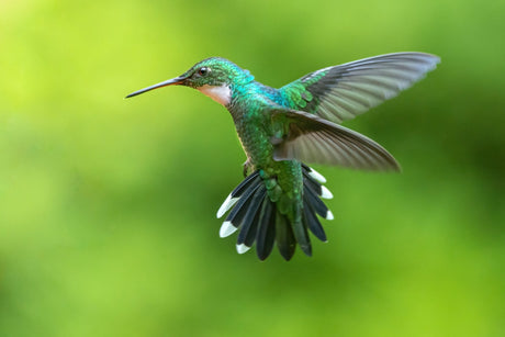 Fascinating Hummingbird Facts for the Avid Bird Watcher - JCS Wildlife