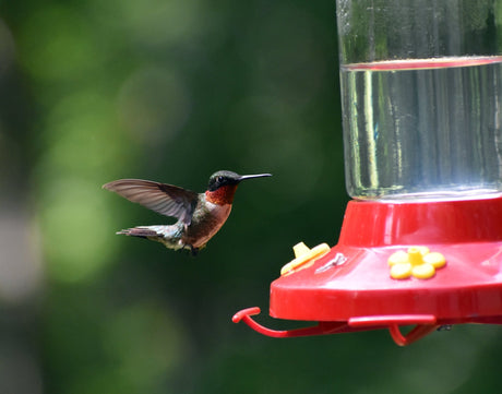 Glass vs Plastic - Selecting the Right Hummingbird Feeder - JCS Wildlife