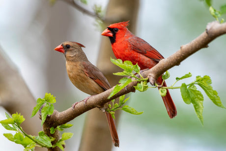 How to Attract Cardinals to Your Backyard: Easy Steps - JCS Wildlife