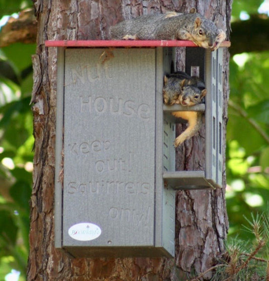 Is the Nut House right for you? - JCS Wildlife