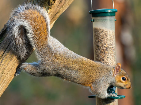 Squirrel Proofing Your Bird Feeders - A How-To Guide - JCS Wildlife