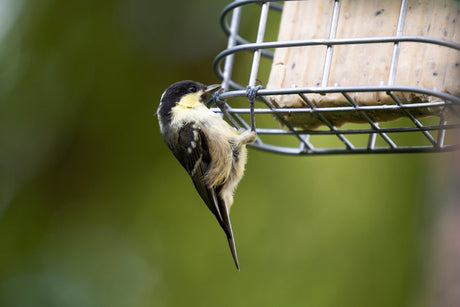 Suet Feeder Tips for Backyard Birding - JCS Wildlife