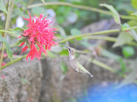 The Ultimate Guide to Attracting Hummingbirds to Your Garden - JCS Wildlife