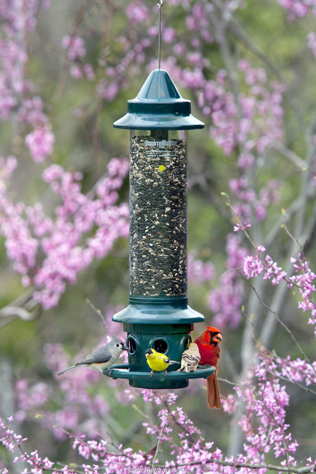 Brome Squirrel Buster Plus Bird Feeder w/ Cardinal Perch Ring 1024