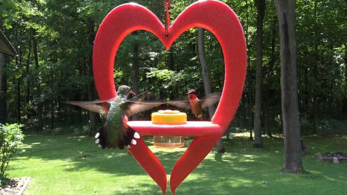 Photograph two hummingbirds at a heart-shaped feeder in a backyard garden featuring lush green grass, tall trees, and a vibrant red feeder with a yellow cap and clear reservoir