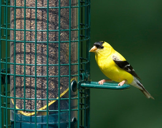 Brome Squirrel Buster Finch Squirrel Proof 1016 Bird Feeder