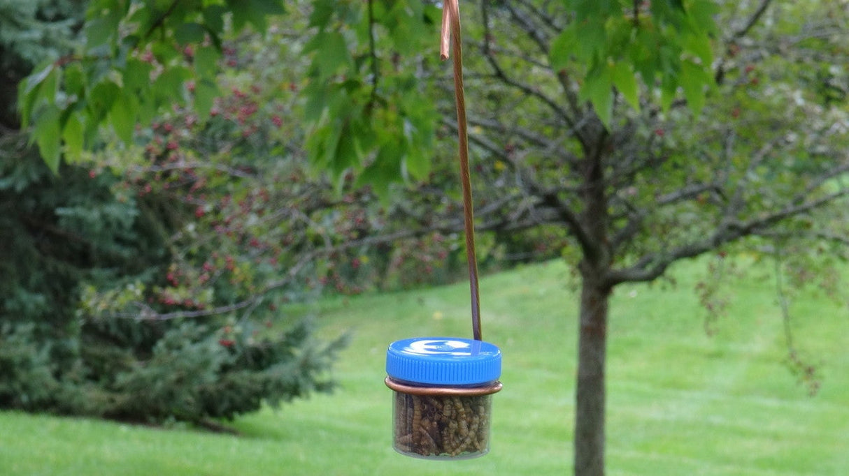 Photograph of a homemade bird feeder hanging from a tree branch in a backyard garden featuring a small clear jar with a bright blue lid filled with insect larvae a copper wire and trees with red berries in the background