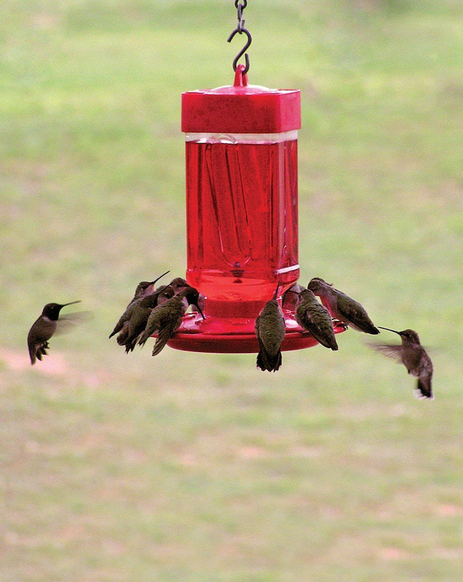 Photograph of numerous hummingbirds feeding at a vibrant red hummingbird feeder outdoors against a blurred green background
