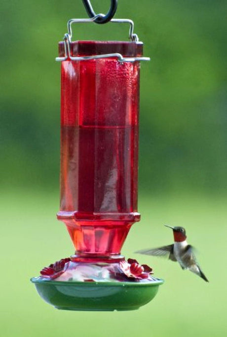 Photograph hummingbird at a red glass feeder with green base and red flower accents against a blurred green background