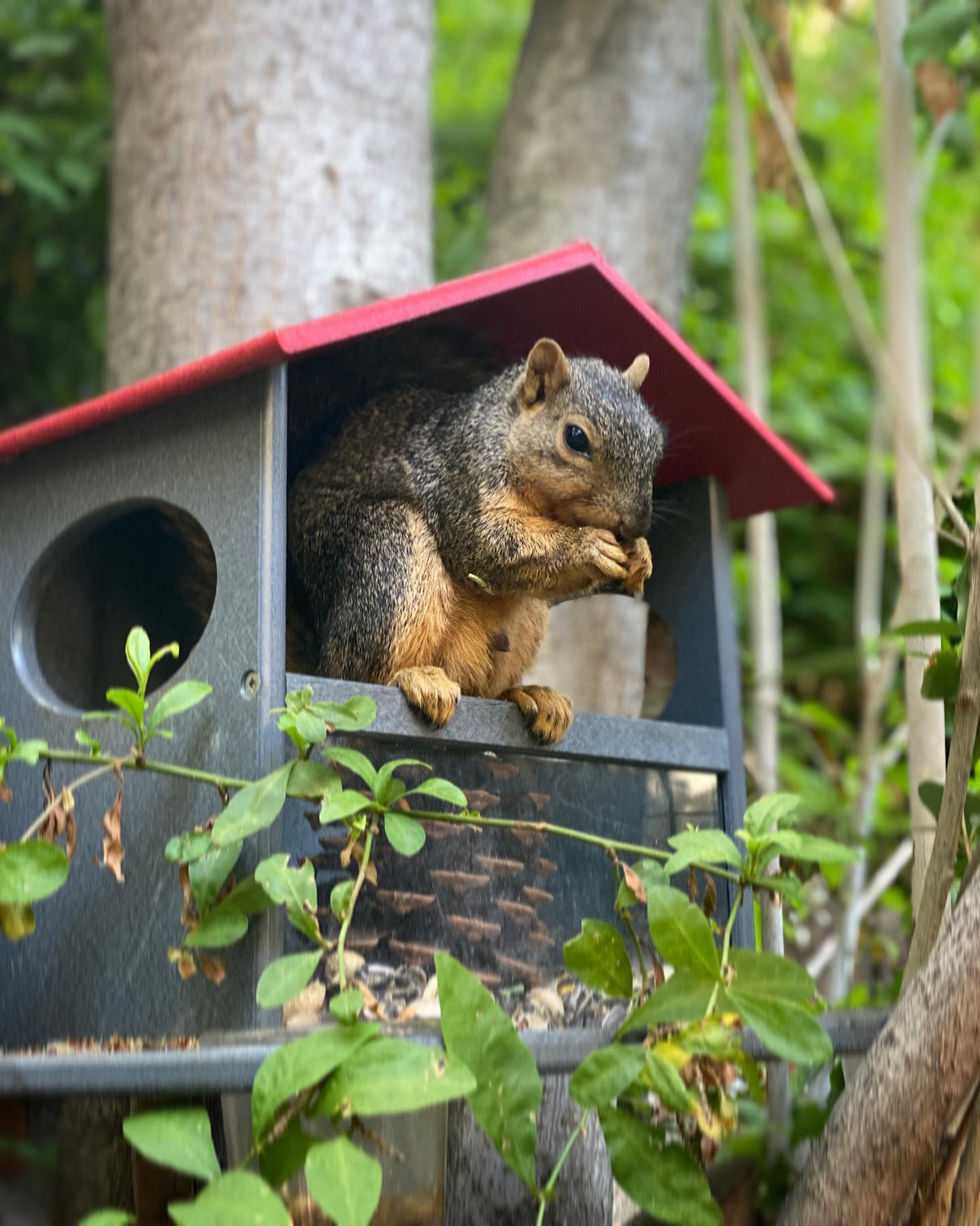 Squirrel enjoying food at the JCS Wildlife Squirrel Snack Station, surrounded by greenery.