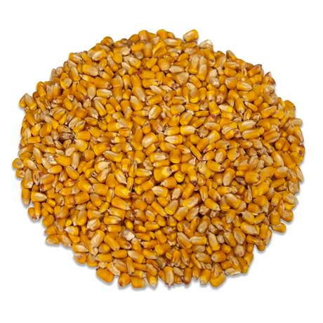 Loose shelled corn for wildlife feed, perfect for attracting critters and grown in Southern Indiana.