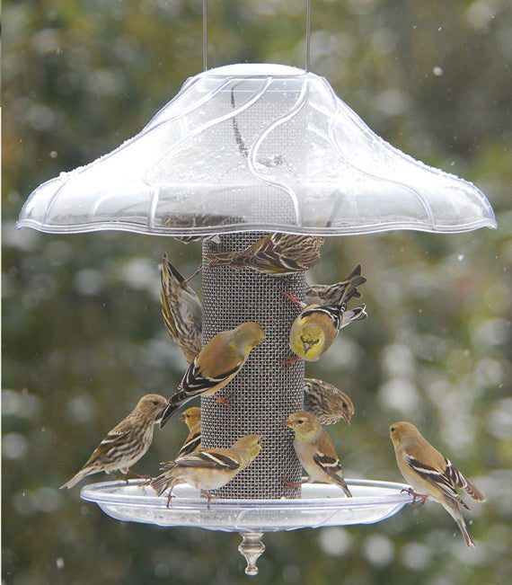 Aspects 383 Fancy Swirl Protective Dome for Tube Feeders, 14" diameter with birds feeding underneath.