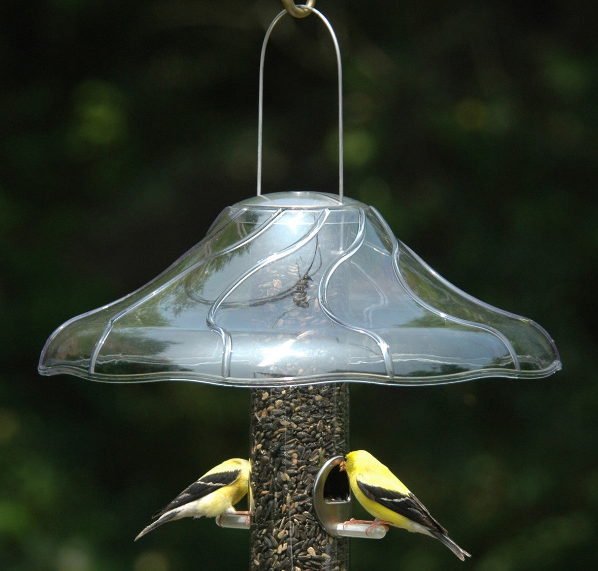 Aspects 383 Fancy Swirl Protective Dome for Tube Feeders, 14" diameter with songbirds feeding underneath.