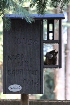 Photograph of a dark gray JJ Wildlife squirrel house with a squirrel inside clutching food a carved Keep Out Squirrels Only sign and a blurred background of evergreen trees
