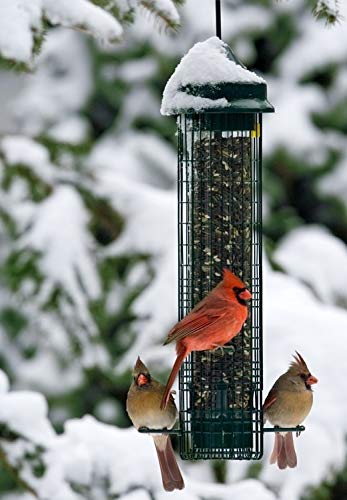 Squirrel Buster Classic wild bird feeder with cardinals in winter setting, showcasing its 4 feeding ports and unique design.