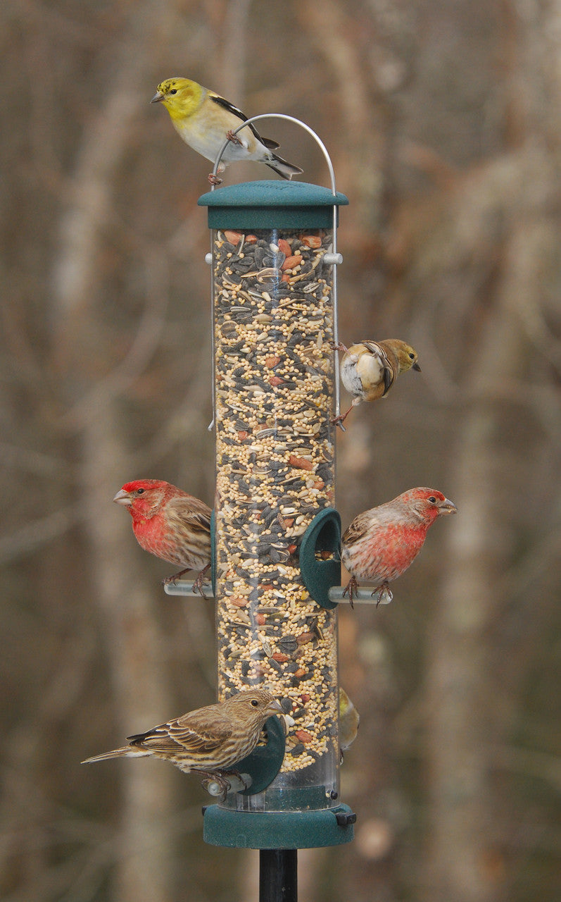Aspects 424 Medium Spruce Quick Clean Tube Seed Feeder with birds including Goldfinches and Grosbeaks feeding.