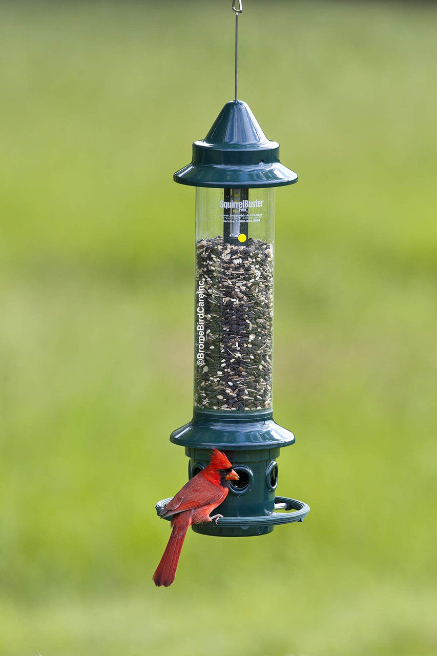 Brome Squirrel Buster Plus Bird Feeder w/ Cardinal Perch Ring 1024