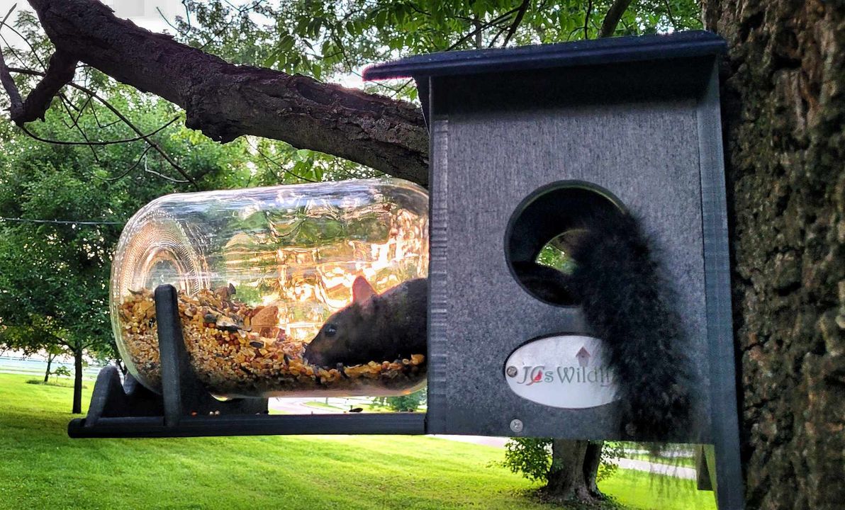 Squirrel enjoying snacks in JCS Wildlife Squirrel Under Glass Mason Jar Peanut and Loose Corn Feeder.