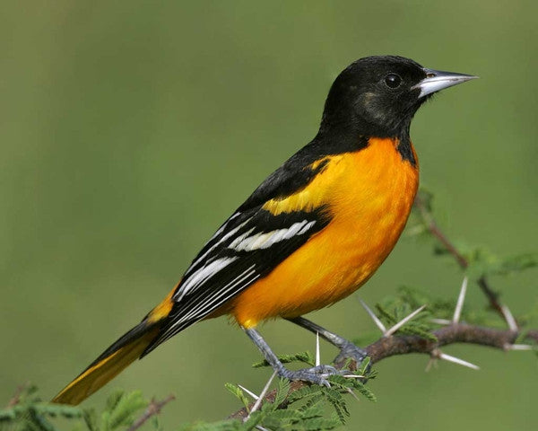 Photograph of a vibrant orange and black Baltimore Oriole perched on a thorny branch with striking white wing bars and a long bright orange tail against a blurred green background