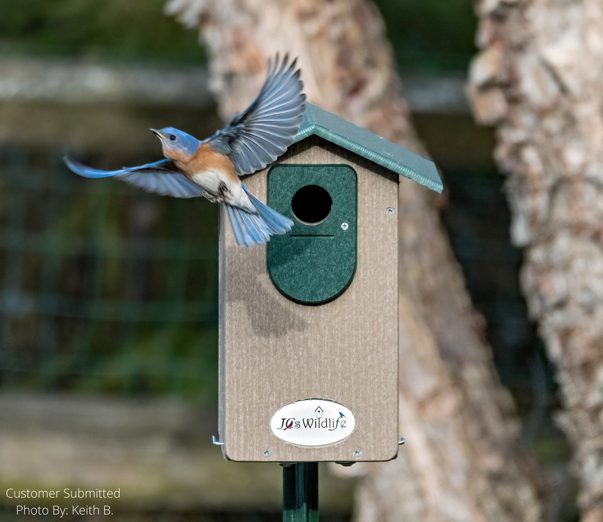 Keith B photo of a vibrant blue Eastern Bluebird in flight approaching a JQ's Wildlife birdhouse with a green roof and tan body against a blurred background of trees