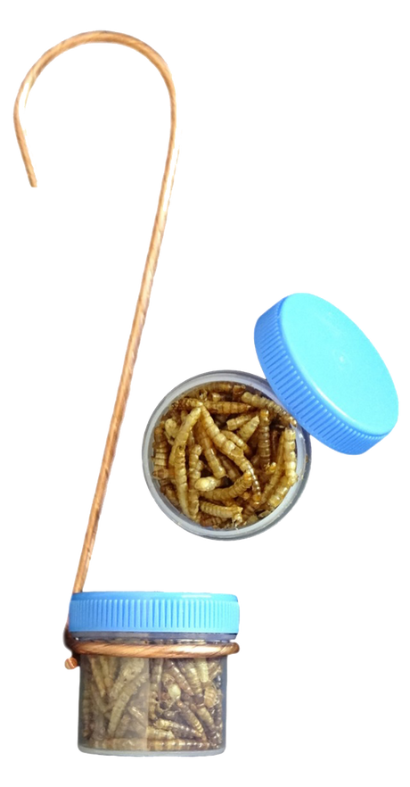 Photograph shows a clear jar with a light blue lid containing dried mealworms attached to a copper wire hanger the mealworms are light brown and tan with some darker ones visible the container is also shown separately with its lid off