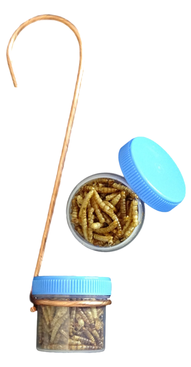 Photograph shows a clear jar with a light blue lid containing dried mealworms attached to a copper wire hanger the mealworms are light brown and tan with some darker ones visible the container is also shown separately with its lid off