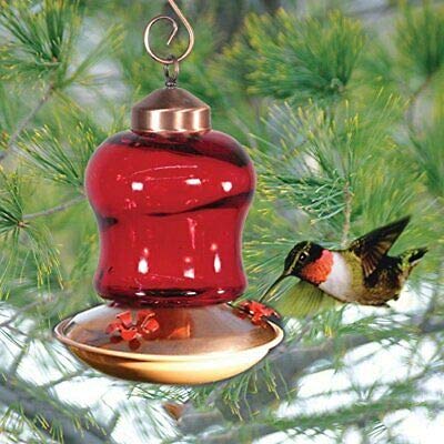 Glass hummingbird feeder with copper accents showing a ruby-throated hummingbird feeding amongst lush green pine branches and showcasing a vibrant red glass reservoir and ornate copper base