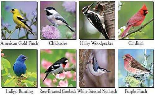 Collage of various birds including American Gold Finch, Chickadee, and Cardinal, showcasing diverse species.
