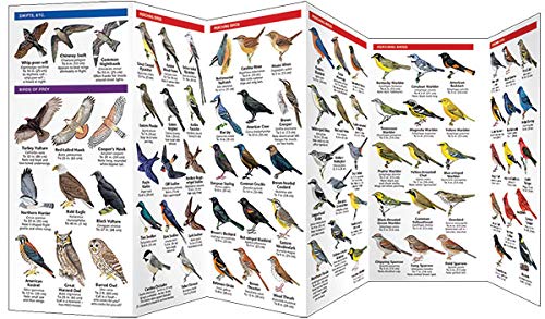 Illustrated guide featuring numerous North American bird species including Bald Eagle, Northern Cardinal, and brightly colored warblers showing vibrant plumage and detailed markings