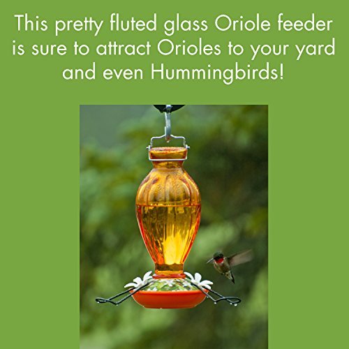 Audubon Orange Fluted Glass Oriole Feeder with flower base attracting orioles and hummingbirds, 20 oz capacity.