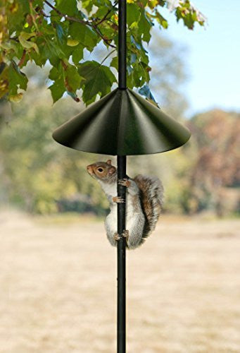 Photograph of a gray squirrel climbing a black metal post with a dark green cone-shaped squirrel baffle underneath a leafy green tree in a backyard setting