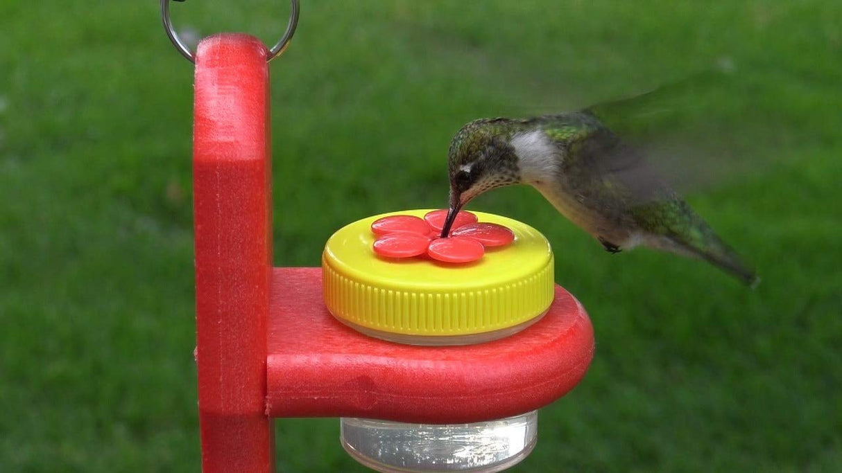 Photograph Hummingbird feeding at a red and yellow feeder with a bright red flower shaped top against a blurred green background