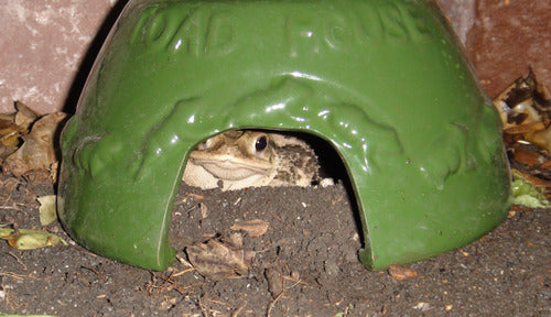 Photograph of a toad nestled in a dark green ceramic toad house in a garden showing its large eyes and bumpy skin surrounded by dark soil and leaf litter