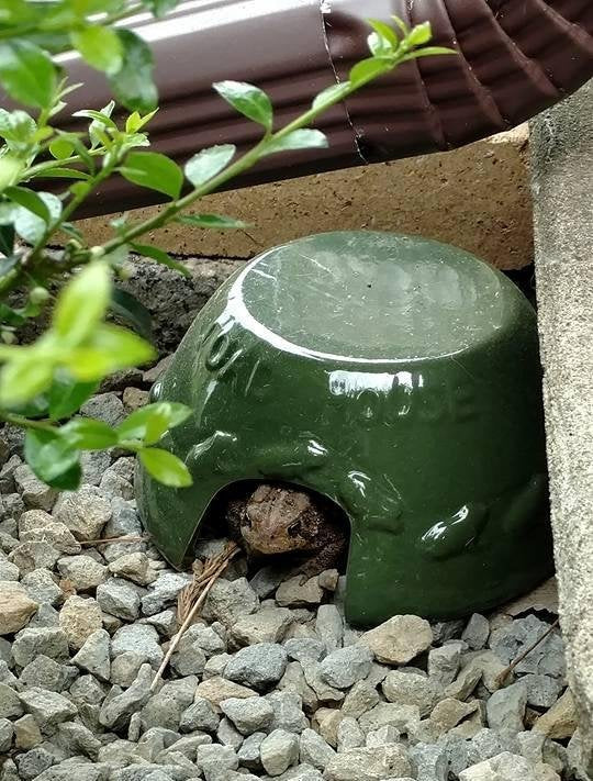 Photograph of a toad sheltering under a dark green ceramic pot amidst grey gravel near a brown downspout and lush green foliage