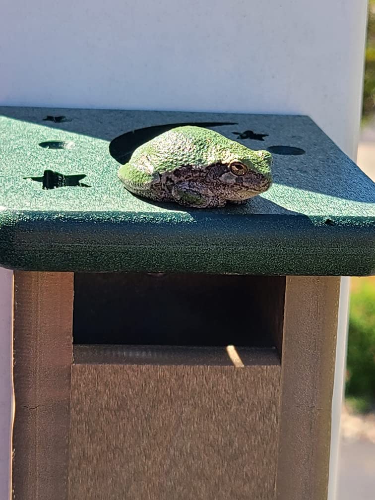 Photograph of a green tree frog perched on a green and brown birdhouse with a crescent moon and stars design featuring mottled green skin, visible toes and a sunny outdoor setting