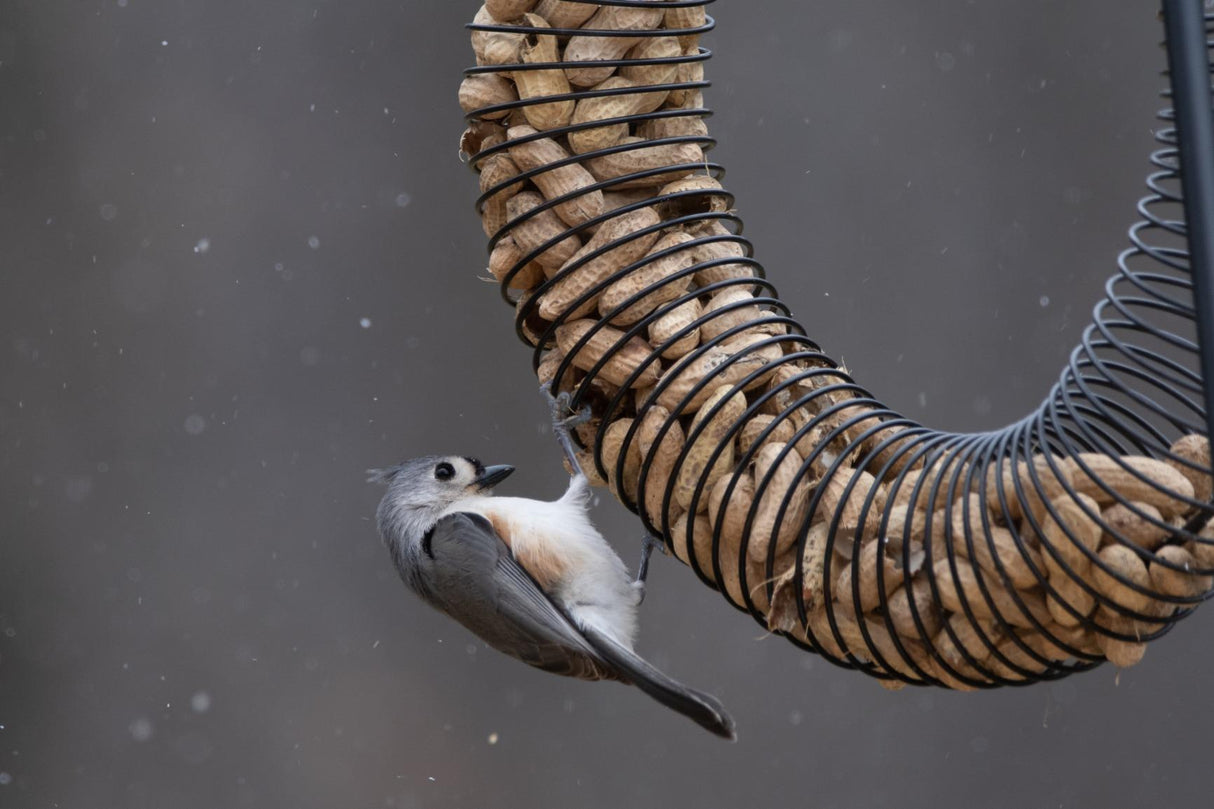 Photograph of a Tufted Titmouse clinging to a peanut feeder in a snowy backyard, its gray and white plumage contrasting with the brown peanuts and dark metal spirals of the feeder amidst a softly blurred background