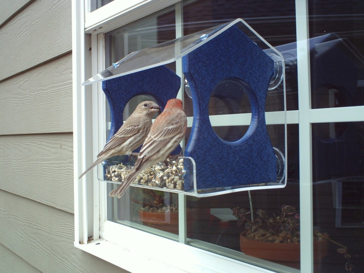 Photograph two birds at a window-mounted bird feeder with a blue and clear acrylic design featuring mixed birdseed a house finch and a house sparrow visible through a window with potted plants