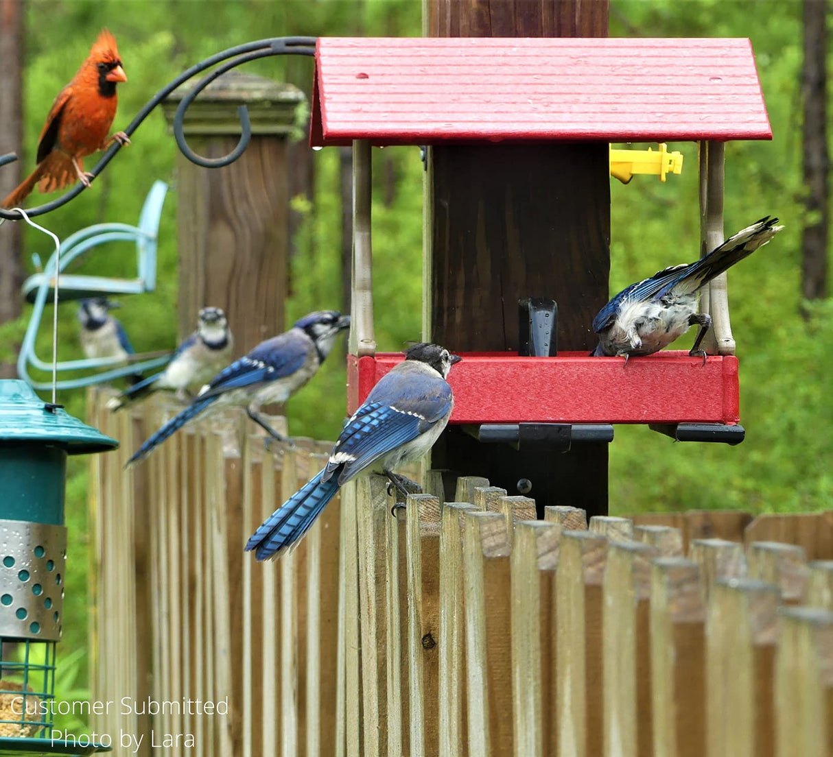 Photo by Lara: Blue Jays and a Cardinal at a red bird feeder on a wooden fence with vibrant blue jay tail feathers and a bright red cardinal against a green background