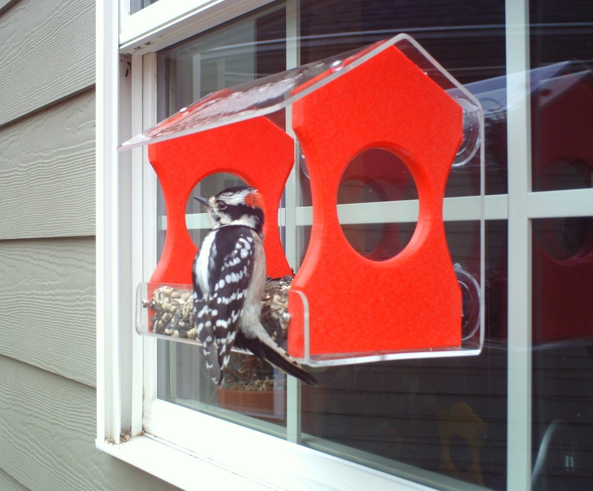 Photograph Downy Woodpecker on a bright red and clear acrylic bird feeder attached to a window showcasing its black and white plumage and red cap against a gray house siding.