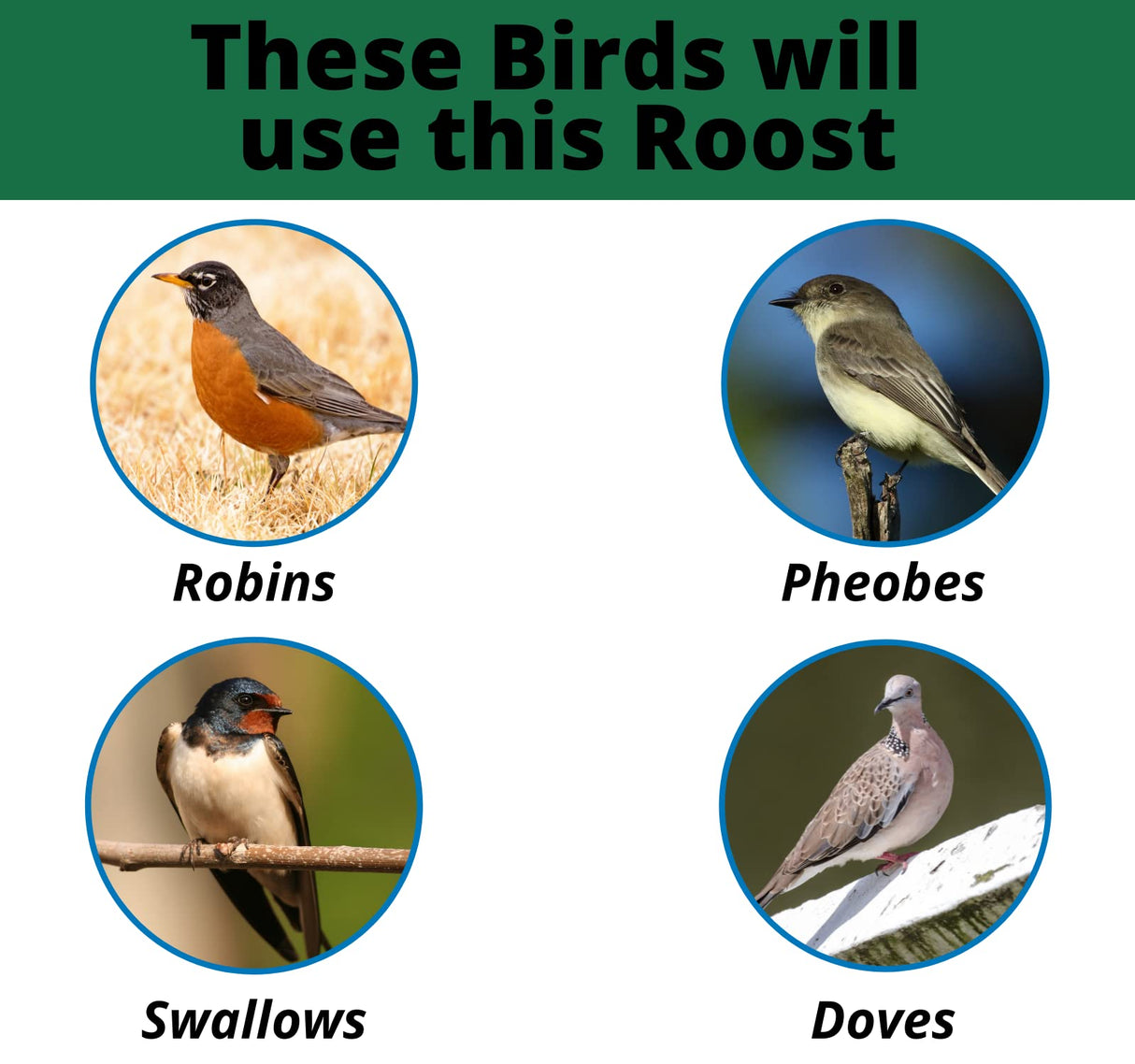 Digital collage featuring Robins, Phoebes, Swallows, and Doves perched on branches and ground showcasing vibrant orange, gray, and beige plumage against natural backgrounds
