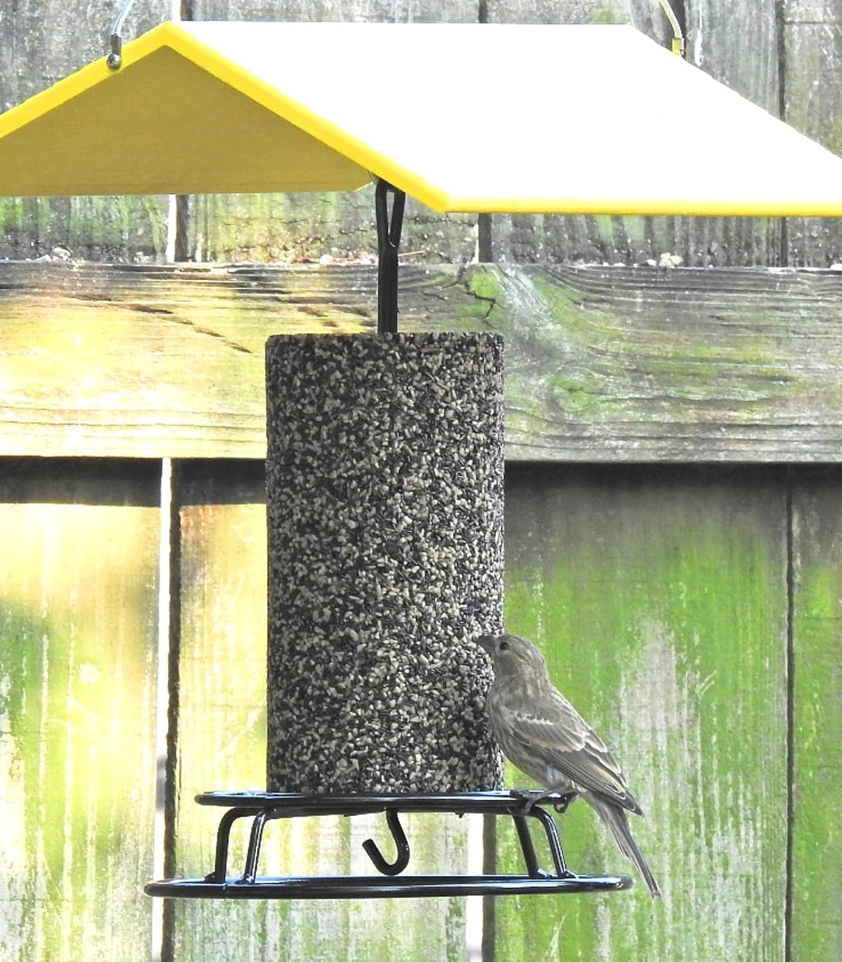 Bird feeding at a JCS Wildlife Finch Favorite Premium Bird Seed Small Cylinder in a backyard setting.