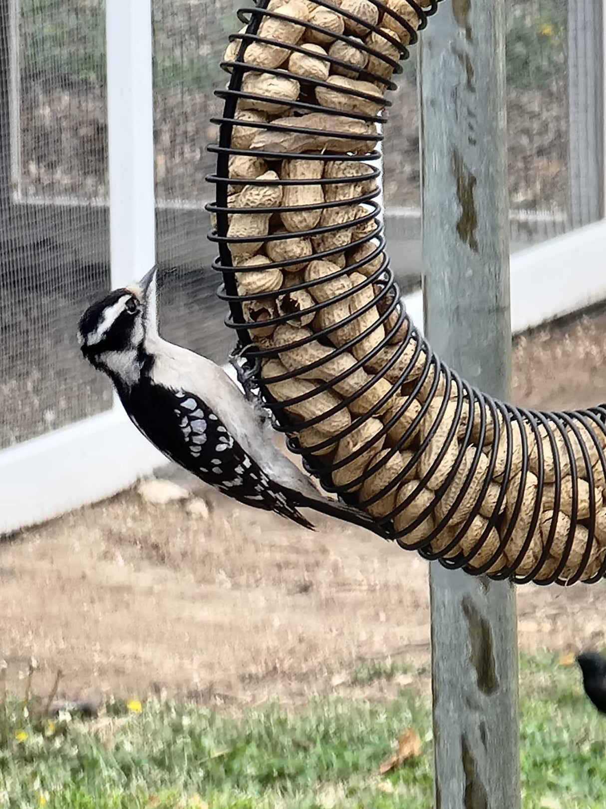 Photograph Downy Woodpecker perched on a peanut feeder featuring a spiral design and many shelled peanuts against a backdrop of a wire fence and green grass