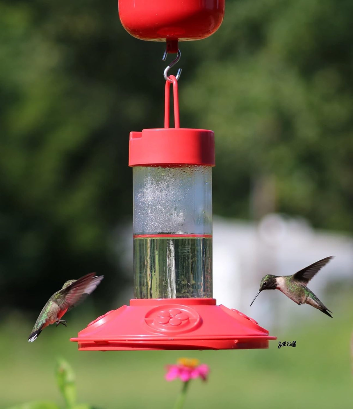 Jill Eoff photograph of two ruby-throated hummingbirds at a red hummingbird feeder in a garden with a pink zinnia and blurred green background