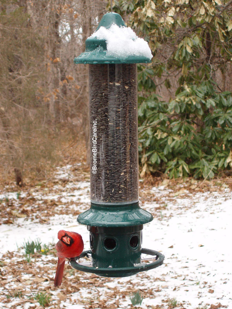 Brome Squirrel Buster Plus Bird Feeder w/ Cardinal Perch Ring 1024