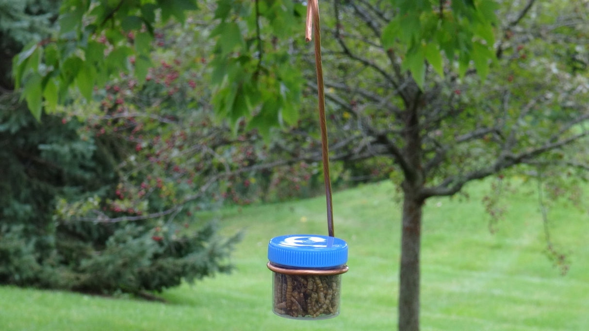 Photograph  a homemade bird feeder hanging from a tree branch in a garden with a copper wire, a blue plastic jar filled with insect larvae, and green and red berries visible in the background